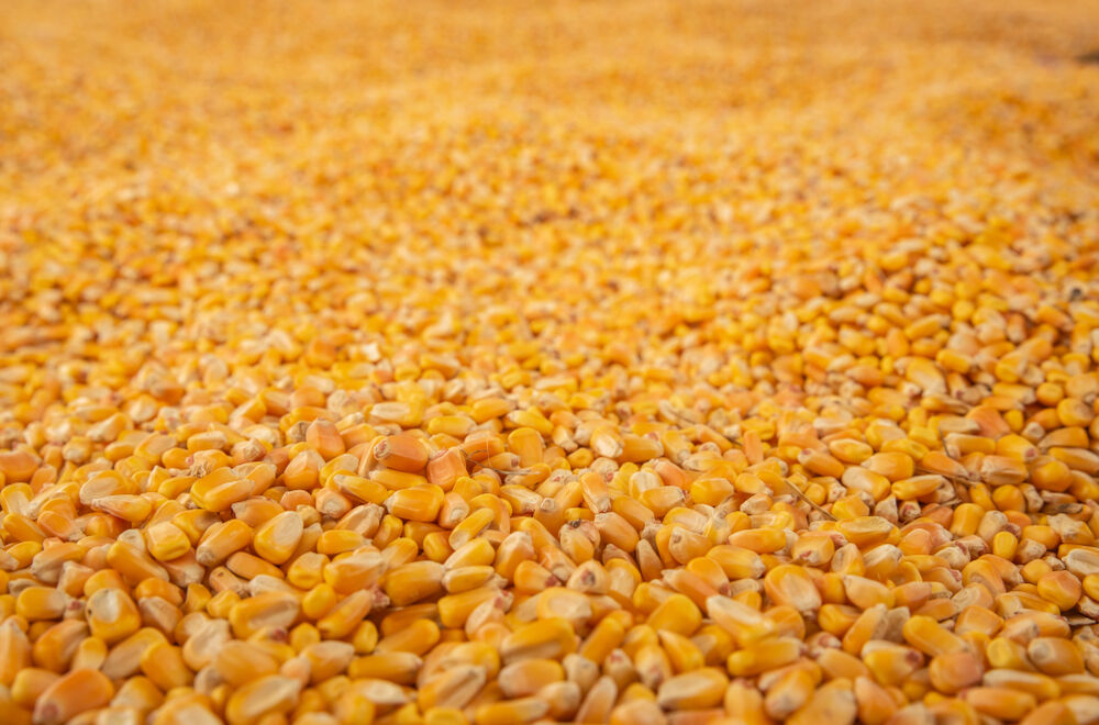 Corn